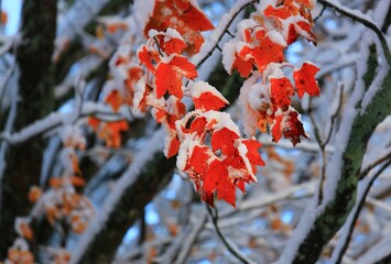 red leaves in autumn
