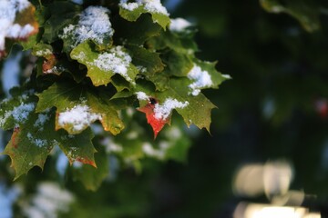 red maple leaves with snow