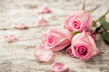 A delicate bouquet of pink roses and scattered petals on a rustic wooden surface, conveying softness and romance.