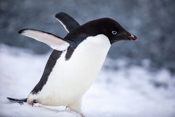 Adélie Penguin (Adelie) standing on rock on the Antarctic Peninsula shouting into the distance...
