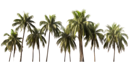 Cut out palm grove. Palm tree isolated on transparent and white background.PNG image.