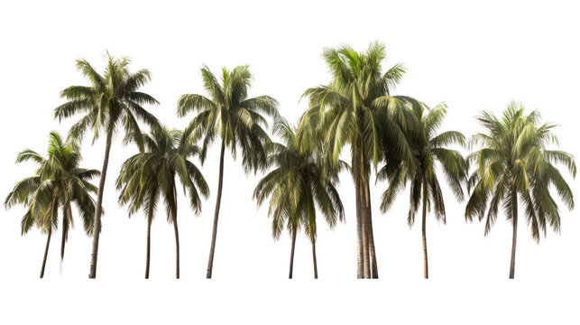 Cut out palm grove. Palm tree isolated on transparent and white background.PNG image.