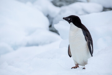 Close Up shot from an Adelie penguin looking very left with closed wings on snow in Antarctica