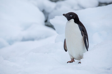 Close Up shot from an Adelie penguin looking up left with closed wings on snow in Antarctica