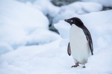Close Up shot from an Adelie penguin looking left with closed wings on snow in Antarctica