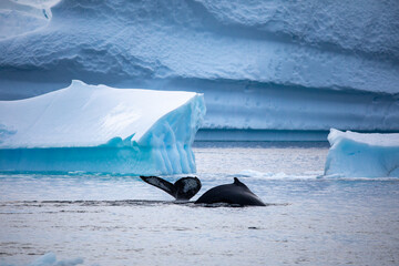 Humpback Whale fluke next to another humpback whale back in front of a huge iceberg in Antarctica 