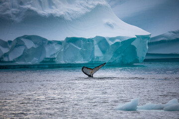 Humpback Whale fluke in front of a huge iceberg in Antarctica 