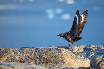 Brown antarctic great skua on rock with blue water in the background with spread wings