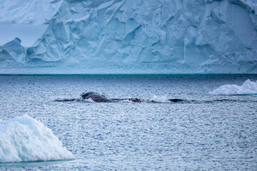 Humpback Whale fluke and fin behind a huge iceberg in Antarctica 
