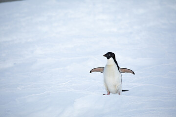 Close Up shot from an Adelie penguin looking left with fully open wings on snow in Antarctica  