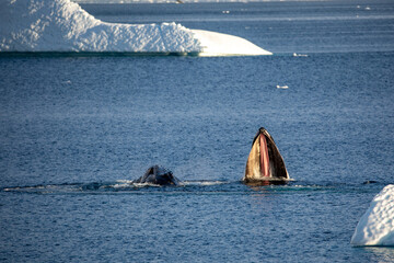 Humpback Whale Baleen next to another whale diving in Antarctica 