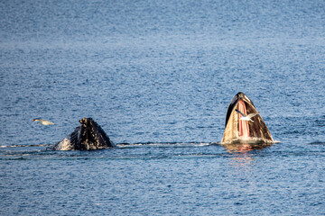 Humpback Whale Baleen behind a sea bird, looking like the whale eats the bird, next to another whale diving in Antarctica 