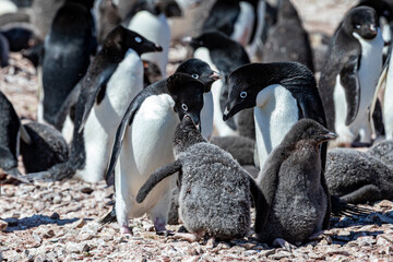 Naklejka premium Adelie Penguin colony