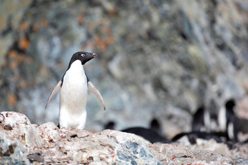 Fototapeta premium Single Adélie penguin isolated in front of a blurry background in Antarctica 