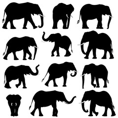 set of African elephants silhouettes on white background
