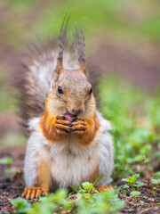 Squirrel eats a nut while sitting in green grass. Eurasian red squirrel, Sciurus vulgaris