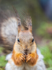 Squirrel eats a nut while sitting in green grass. Eurasian red squirrel, Sciurus vulgaris
