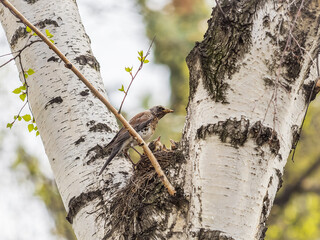 Chicks of Thrush fieldfare, Turdus pilaris, in a nest