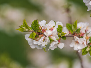 White cherry flowers. The branches of a blossoming Cherry tree with white flowers.