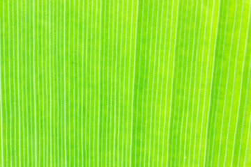 View of banana leaf texture from behind