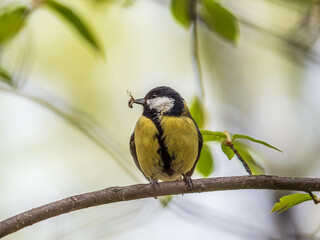 Great Tit sitting in a hedge with flys in its beak