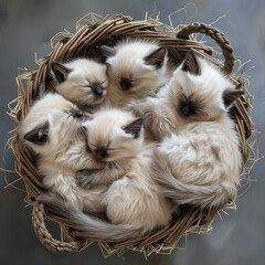 5 baby siamese cats inside a basket