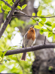 European Robin, Erithacus rubecula, song bird sits on tree in the spring forest or park