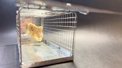 Mousetrap with a piece of cheese in a cage. Close-up of the inside of a non-lethal mouse trap....