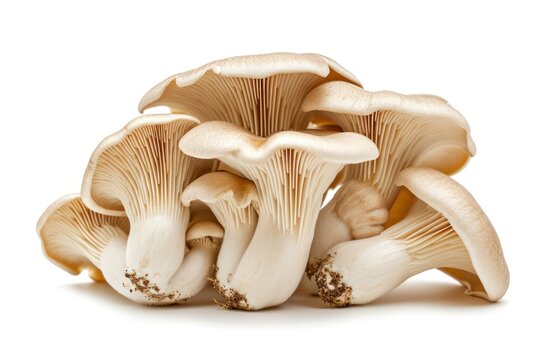 Oyster mushroom fruit isolated on a white background