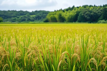 a brown rice field surrounded by a field full of tall grass