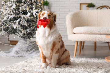 Cute Australian Shepherd dog with gift box at home on Christmas eve