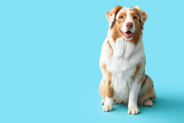 Cute Australian Shepherd dog on blue background