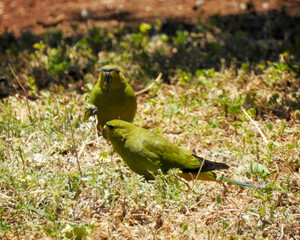 Elegant Parrot..Hester Brook