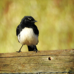 Willie Wagtail.Hester Brook