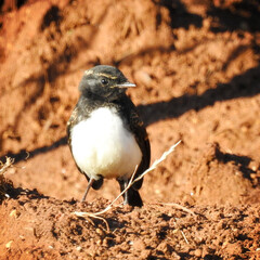 Willie Wagtail.Hester Brook