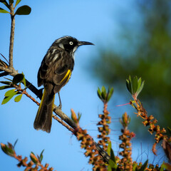 New Holland Honeyeater.Hester Brook
