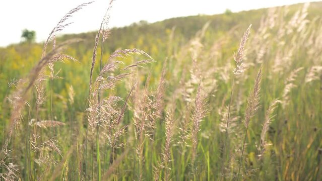 Dry beige grass swaying in wind in a green meadow, nature background at Blackwell Forest Preserve in Warrenville, IL in 4k video