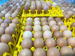 row of chicken eggs in a yellow container or rack