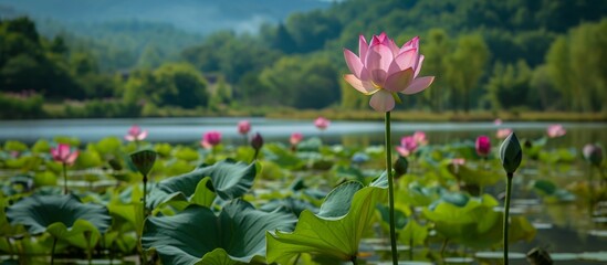 Stunning Lotus Flowers Blooming in the Enchanting Dordogne Department - Lotus, Flowers, Dordogne, Department - A Visual Feast - obrazy, fototapety, plakaty