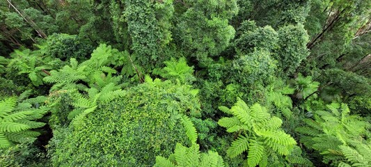 Lush Tropical Rain Forest Canopy from Above