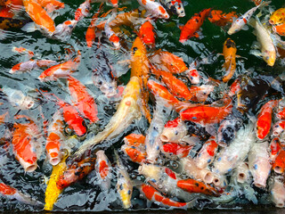 fancy carp fish or Goldfish or koi fish swim in the pond, fish with beautiful color patterns