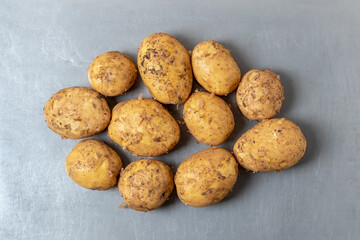 Baby potatoes. Spring, early potatoes, first harvest. On gray metal background. Tubers of unwashed potatoes with traces of soil. Fresh young potatoes