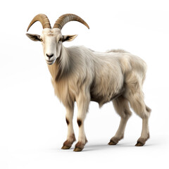 Toggenburg goat against on transparency background PNG