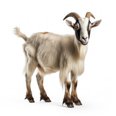 Naklejka na ściany i meble Toggenburg goat against on transparency background PNG