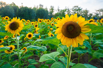 Sunflower summer flora in green city public park sunset sky with cloud