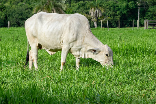 Vaca pastando no campo.