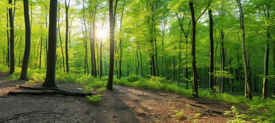 Enchanting silent forest in spring with beautiful sun rays as magical background