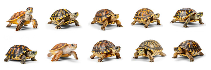 collection of Turtle on transparency background PNG