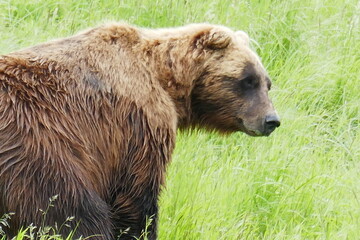 brown bear in the grass