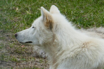 Naklejka na ściany i meble white wolf in Alaska